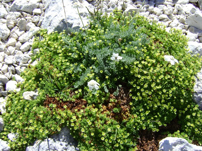 Achillea barrellieri ssp. barrelieri
